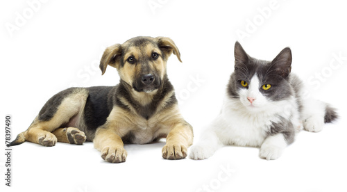 Fototapeta Naklejka Na Ścianę i Meble -  Dog and cat looking
