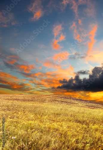 wheat field under a scenic sky