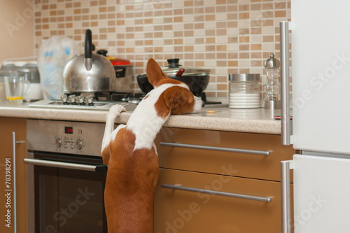 Hungry  basenji dog is trying to reach for a cookie