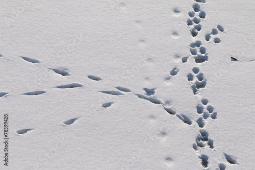 Animal track lines in the fresh snow
