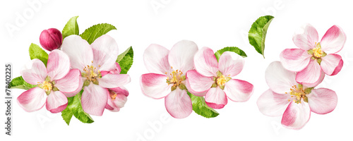 Apple tree blossoms with green leaves. Spring flowers set photo