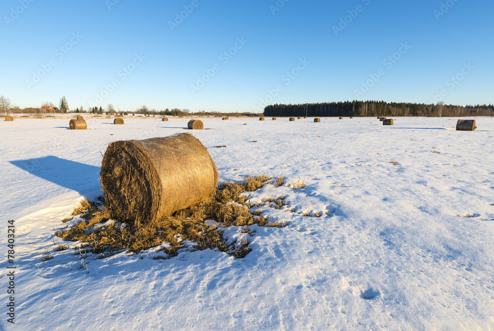 Fototapeta premium Abandoned wintry field with haystocks