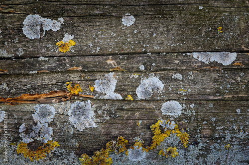 Moos und Flechte auf Holz photo