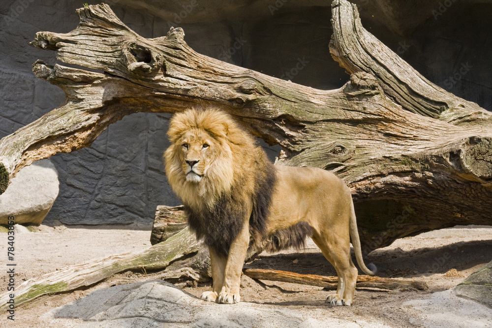 Naklejka premium Löwe