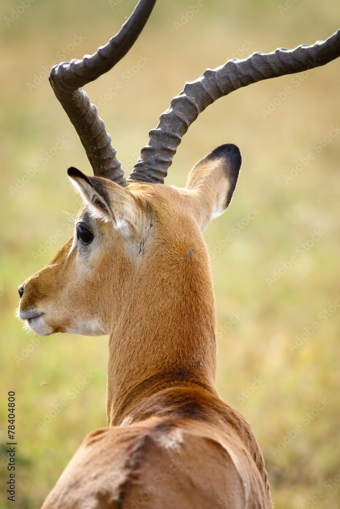 Fototapeta premium Impala goat i sunrise light