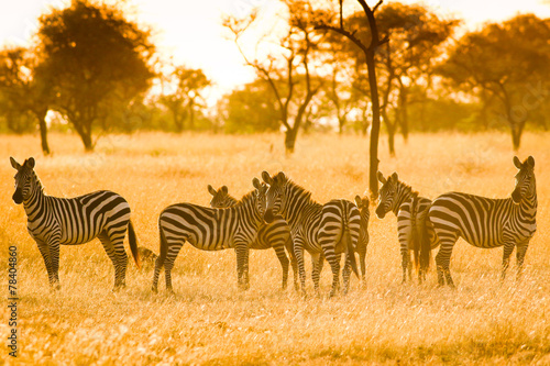 Zebra in sunrise light