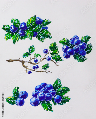 watercolor set with blueberries