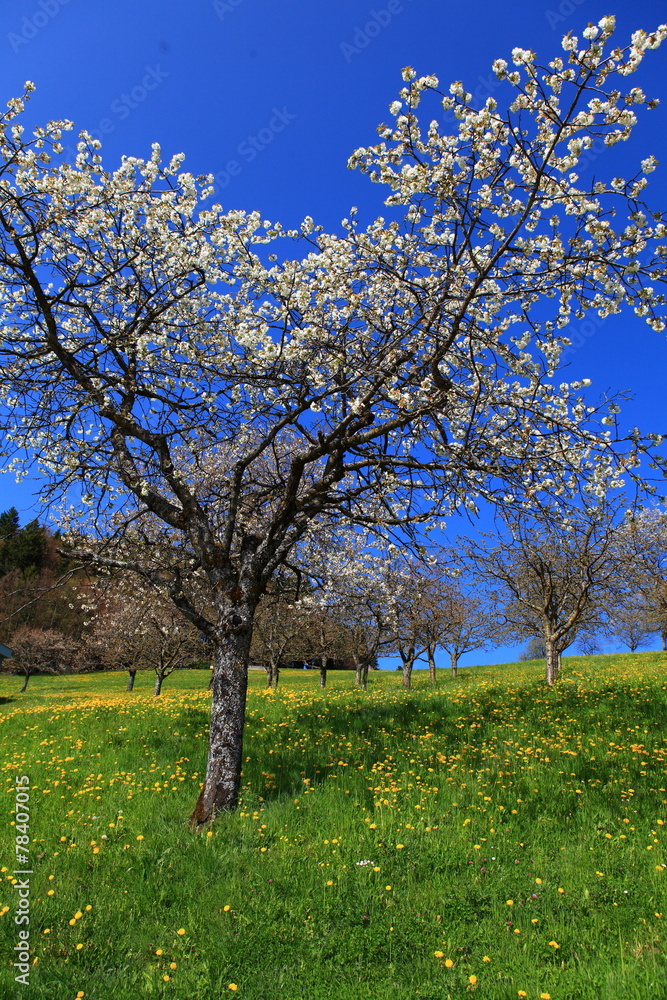 Obstbaumblüte in Vorarlberg