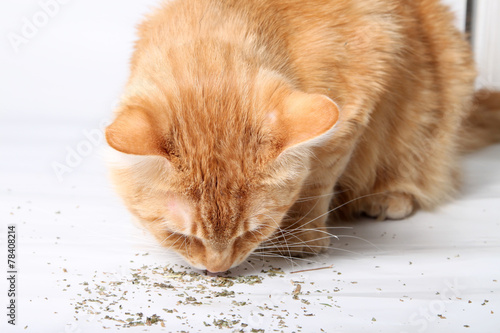 фотографія Orange cat eating catnip