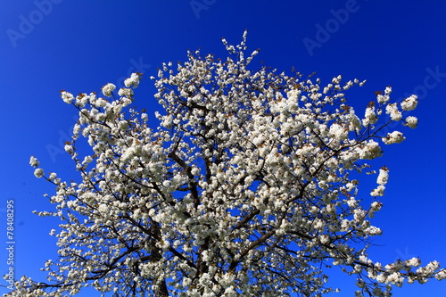Obstbaumblüte in Vorarlberg