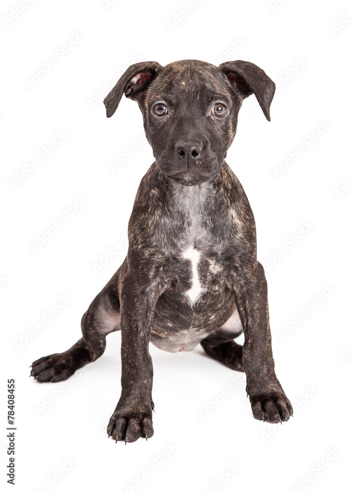 Cute Brindle Puppy Sitting Cute Brindle Puppy Sitting