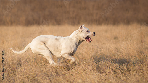 Dogo Argentino in run