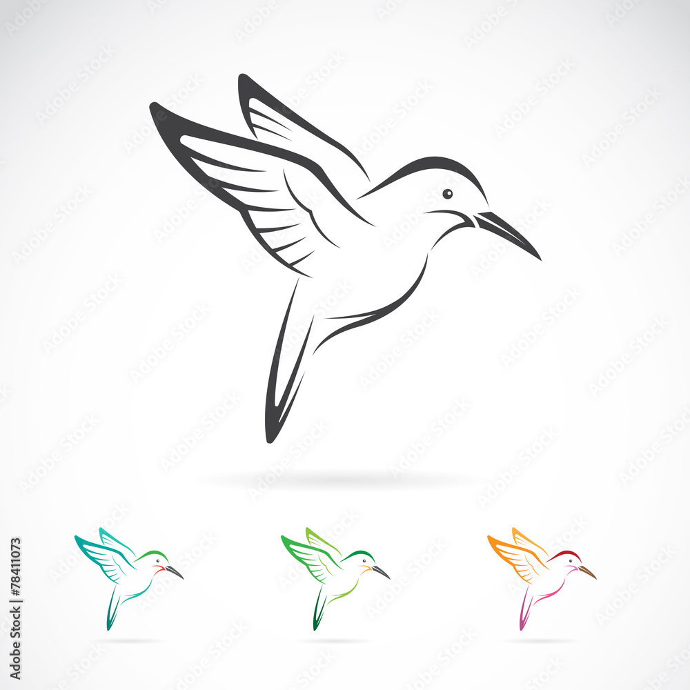 Obraz premium Vector image of an hummingbird design on white background