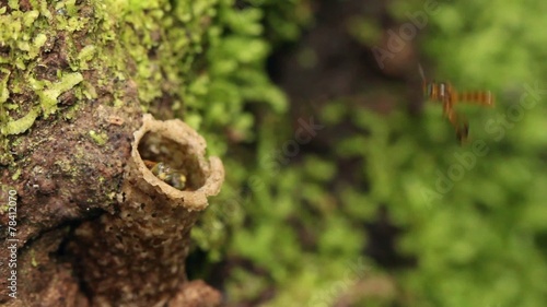 Amazonian sweat bees at entrance of nest photo