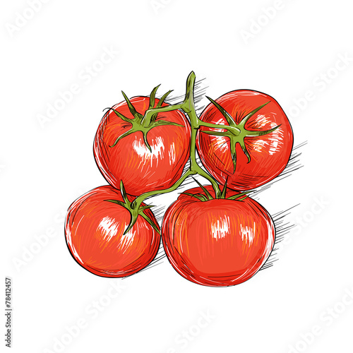 red tomato sketch draw isolated over