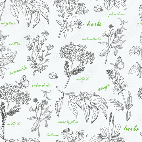 Vector seamless pattern with herbs on a white background