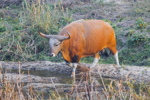 Male Banteng(Bos javanicus ) cross ing the river photo