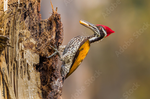 Male Greater Flameback  with worm in his mount