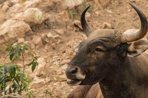 Banteng photo