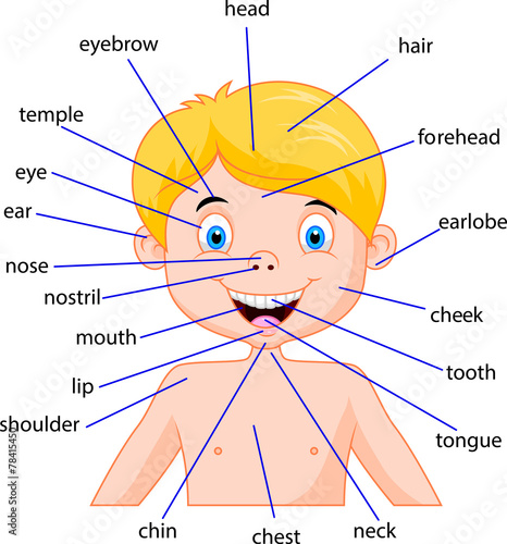 Illustration of parts of body