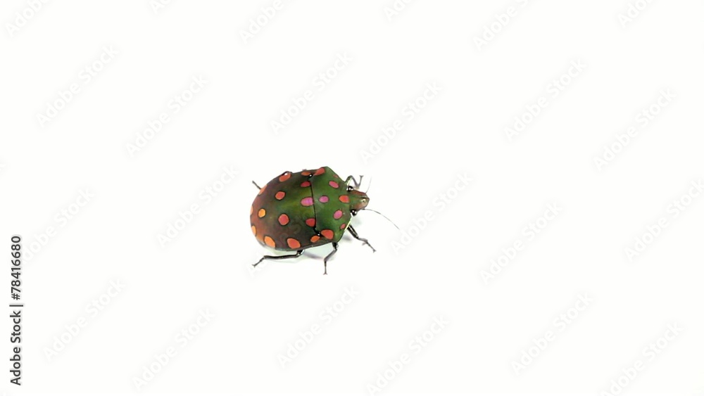 Brightly coloured hemipteran bug from rainforest, Ecuador Brightly coloured hemipteran bug from rainforest, Ecuador