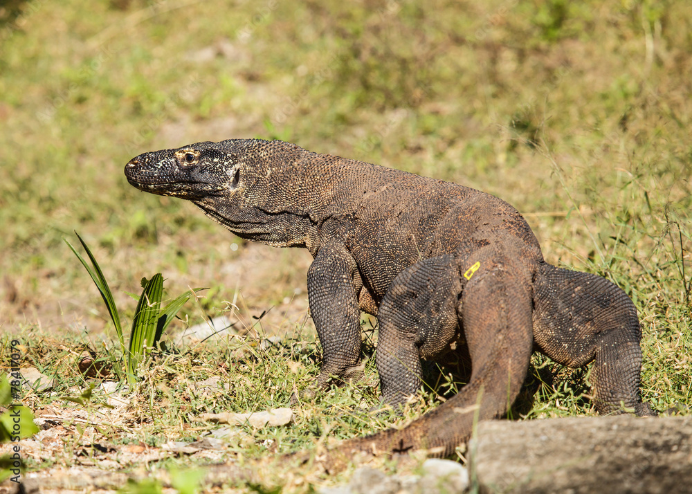 komodo dragon
