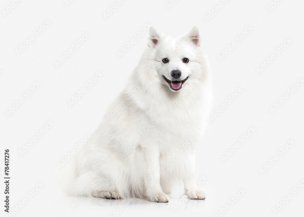 Dog. Japanese white spitz on white background Dog. Japanese white spitz on white background