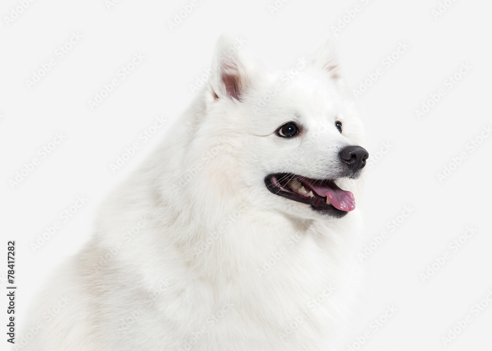 Dog. Japanese white spitz on white background Dog. Japanese white spitz on white background