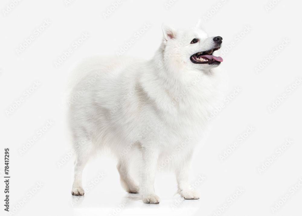 Dog. Japanese white spitz on white background