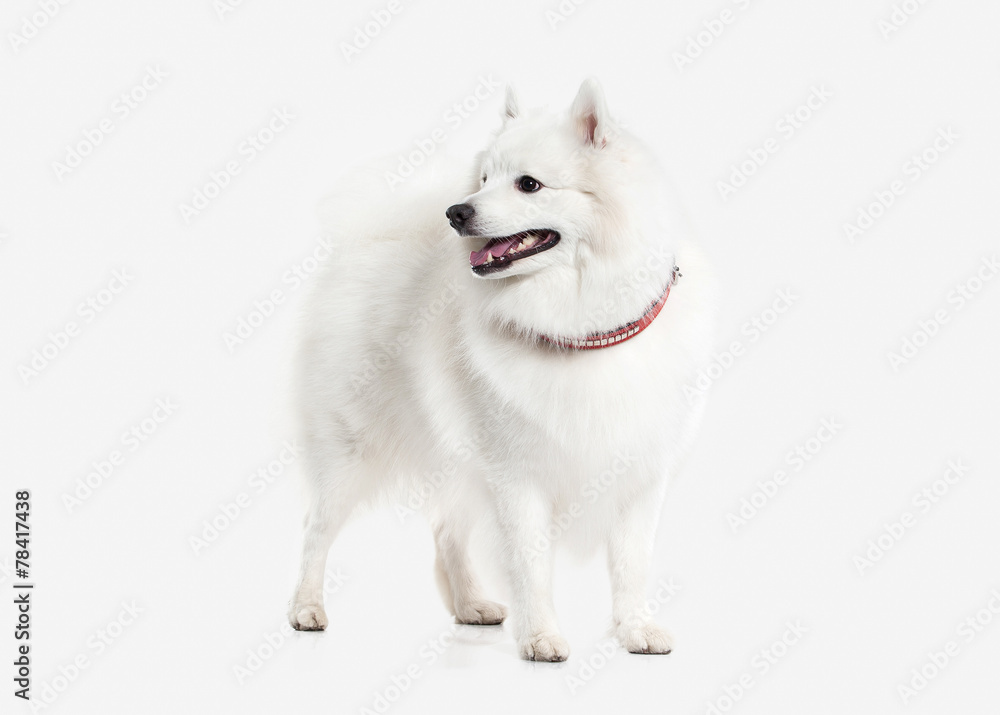 Dog. Japanese white spitz on white background