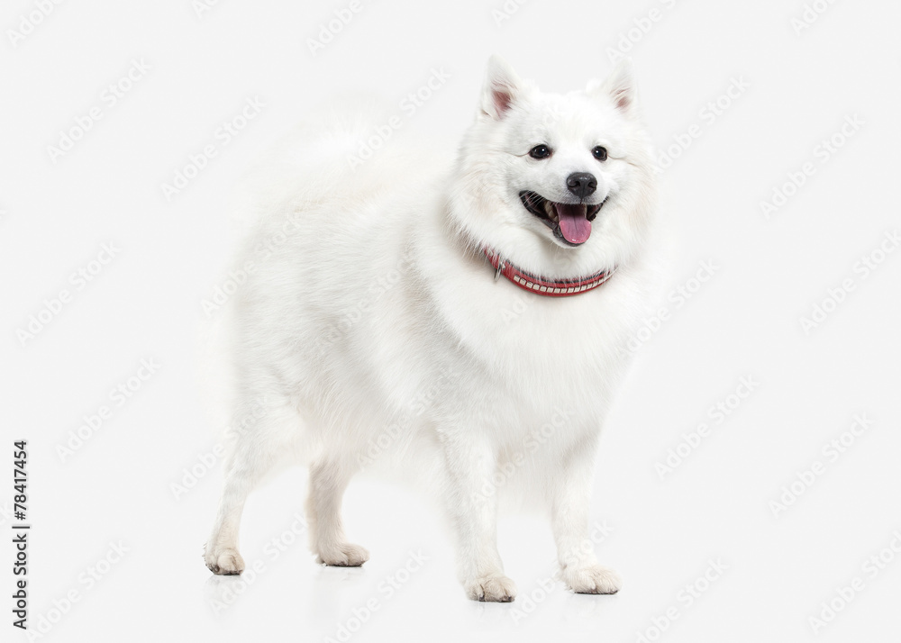 Dog. Japanese white spitz on white background