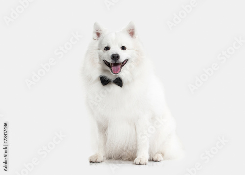 Wallpaper Mural Dog. Japanese white spitz on white background Torontodigital.ca