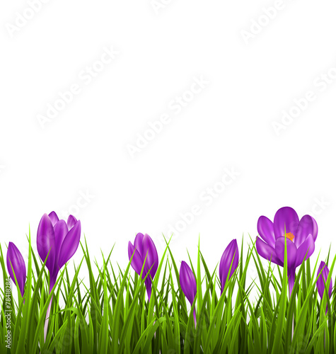 Green grass lawn with violet crocuses isolated on white. Floral