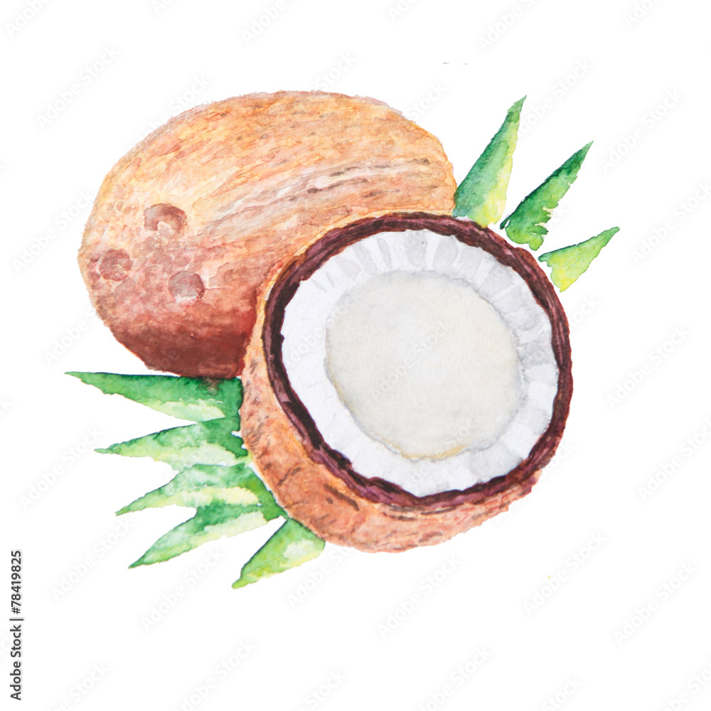 Fototapeta premium the cocos watercolor isolated on the white background
