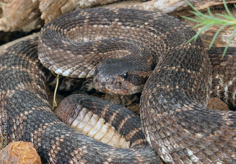 Southern Pacific Rattlesnake (Crotalus viridis helleri). Southern Pacific Rattlesnake (Crotalus viridis helleri).