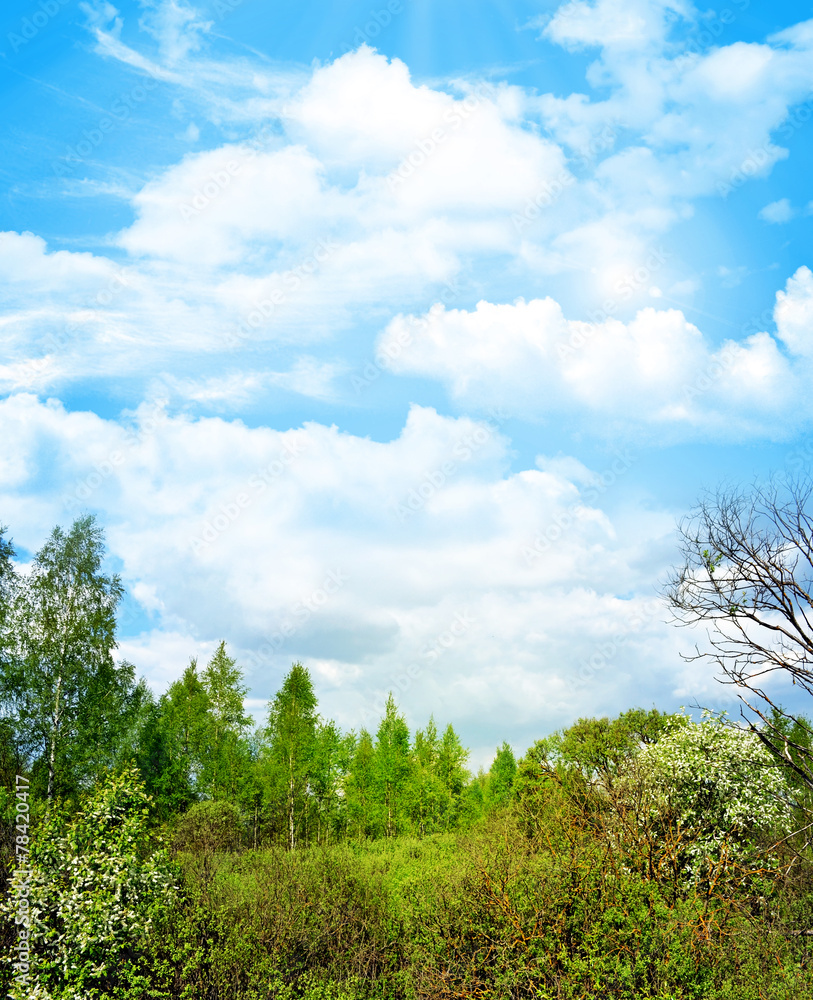 Spring landscape forest