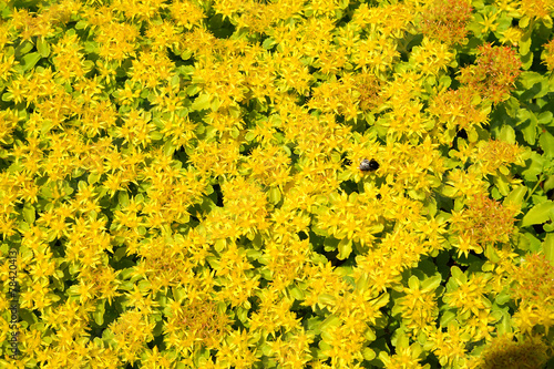 The blossoming orange stonecrop (Sedum kamtschaticum Fisch.), ba photo