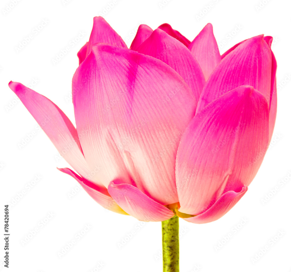 lotus rose sur fond blanc lotus rose sur fond blanc