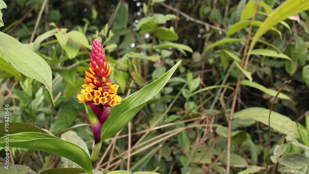 Orchid, Elleanthus sp. in Cloudforest, Ecuador