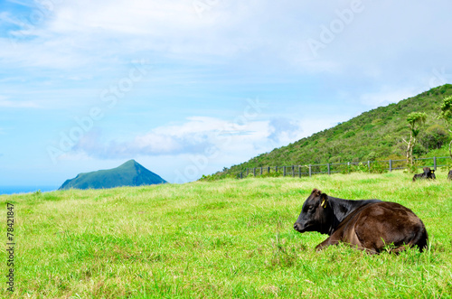 Wagyu in Hachijojima