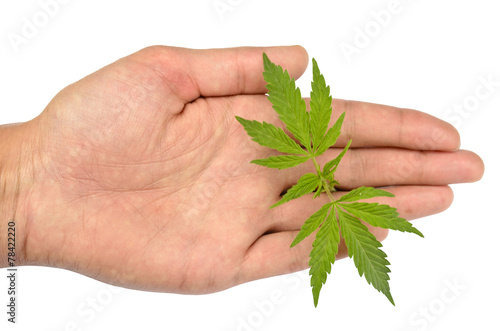 Marijuana leaves in hand
