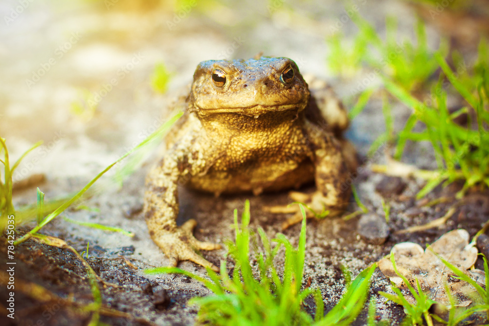 Fototapeta premium Brown frog in the grass