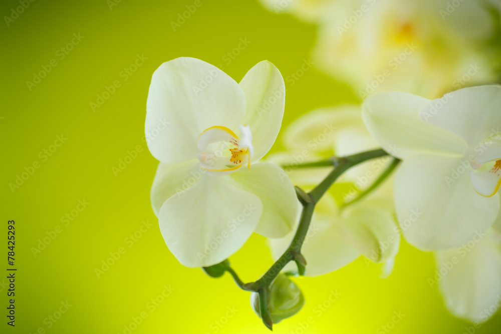 Fototapeta premium Beautiful white phalaenopsis flowers