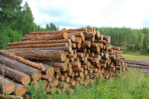 Summer Landscape with Stack of Pine Logs