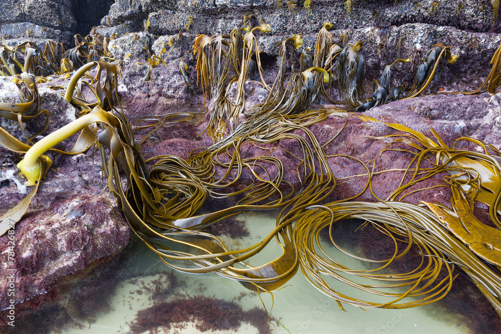 Bull kelp on the rocks of Cathedral Caves beach, Catlins, New Ze Stock ...