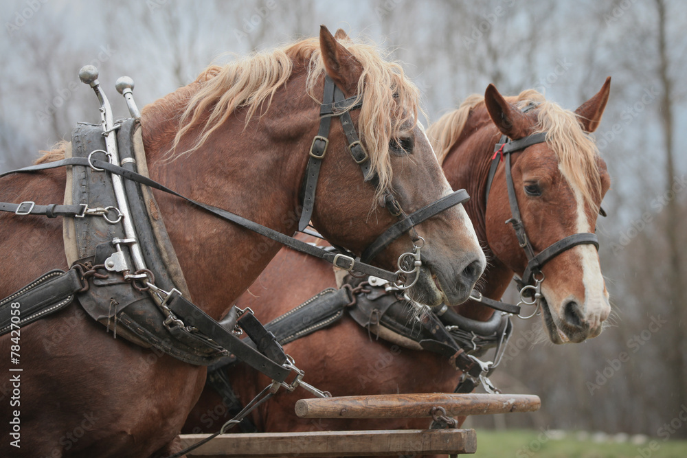 Fototapeta premium Gespann Mit Pflug
