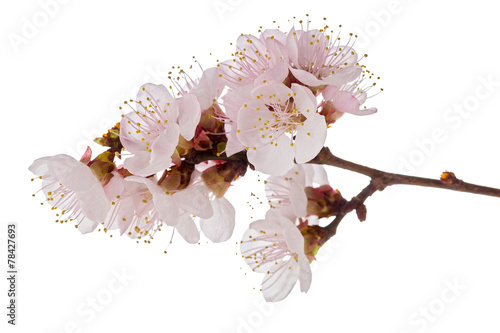 Studio shot of apricot blossom brunch isolated on white photo