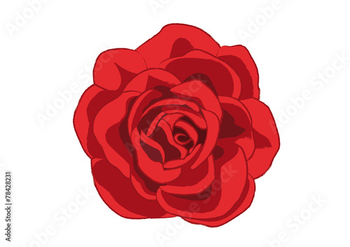 RED ROSE FROM A TOP VIEW