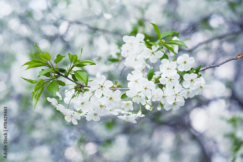 Obraz premium Cherry flowers