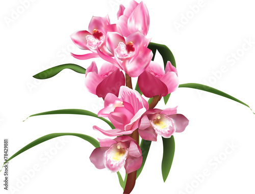 orchid branch with pink blooms and long leaves